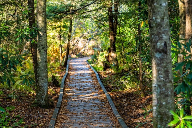 Pathway Foliage Clearing